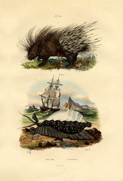 Porco-espinho, 1833-39 de French School