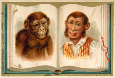 Retratos de um macaco e de um homem (chromolitho) de French School