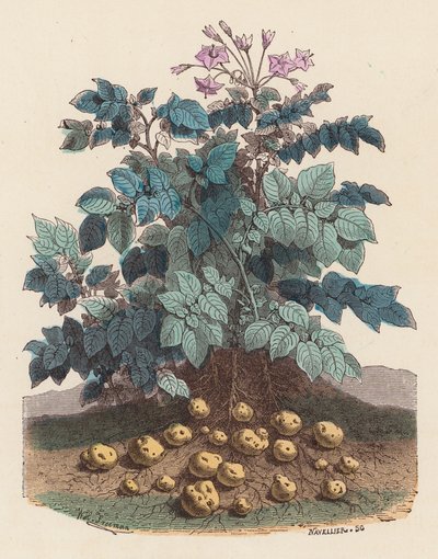 Planta de batata (gravura colorida) de French School