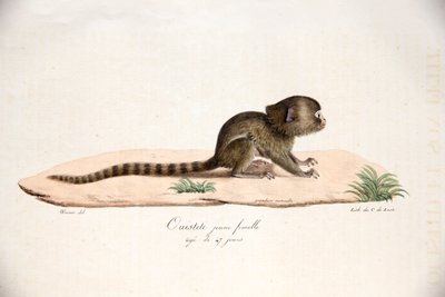 Sagui-dos-pigmeus, da História Natural dos Mamíferos, com figuras originais, de Étienne Geoffroy Saint-Hilaire e Frédéric Cuvier, 1824-1842 de French School