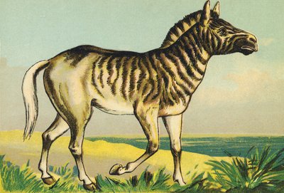 Q como Quagga (ou couagga, subespécie de zebra tingida em 1883) de French School