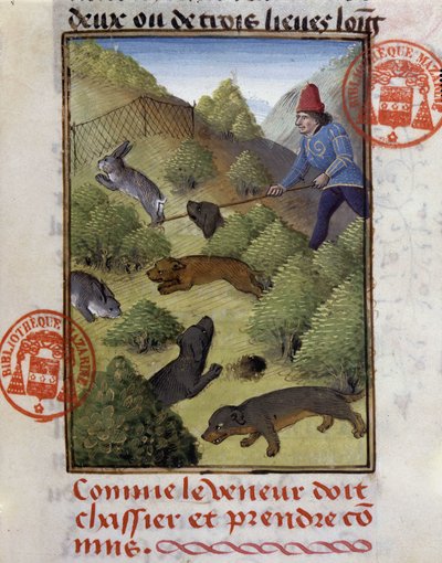 Caça ao Coelho - no "Livro de Caça de Gaston Phoebus, Conde de Foix, Senhor de Béarn". de French School