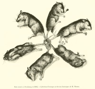 Ratos encontrados em Estrasburgo em 1683 de French School