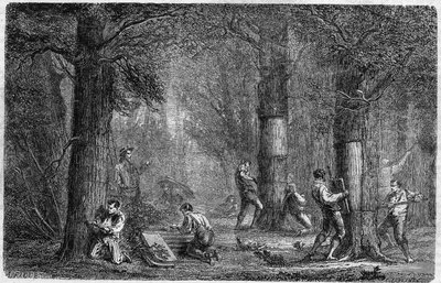 Recolha da casca de carvalho (carvalho-liege). Gravura em "Histoire des plantes" de Louis Figuier publicada no "Le Monde Illustré" n°399 de 3 de dezembro de 1864. de French School