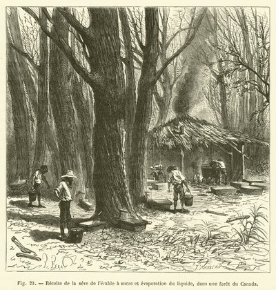 Colheita e evaporação da seiva do ácer de açúcar, em uma floresta canadense (gravura) de French School