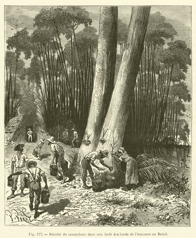 Colheita de seringueira em uma floresta nas margens da Amazônia no Brasil de French School