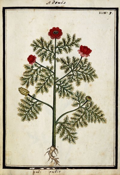Red Adonis, c.1700 de French School