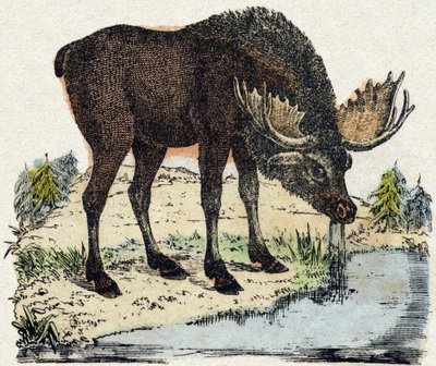 Renas. Gravura no "Alfabeto dos animais sauvages". 9ª Série. Imagem de Epinal, Pellerin, impressora-editora, cerca de 1870. Gravura em madeira, stencilled. 16 páginas. Dimensões: 20 x 15 cm. Coleção Particular de French School