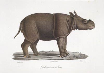 Rinoceronte de Java, da Histoire Naturelle des Mammifères (cor litho) de French School