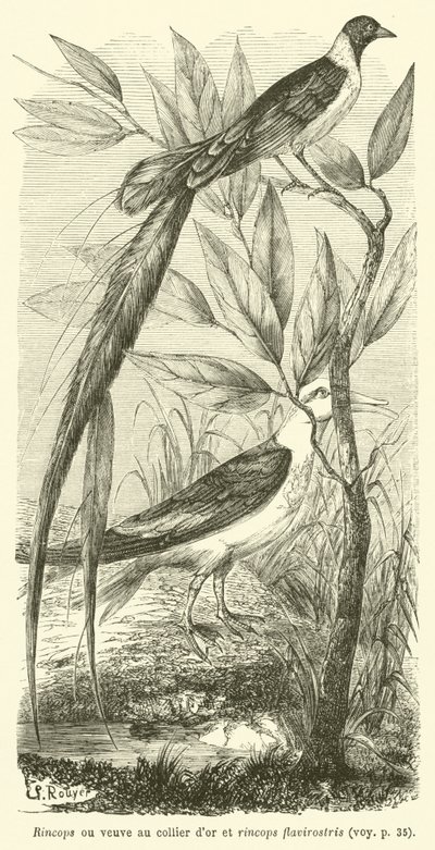Rincops ou viúva de pescoço dourado e rincops flavirostris (gravura) de French School
