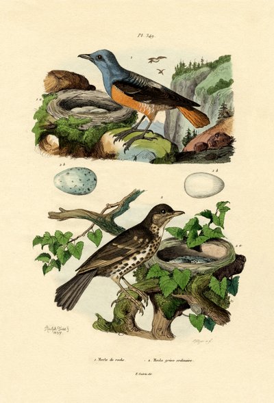 Roufus-tailed Rock-thrush, Adolf Fries de French School