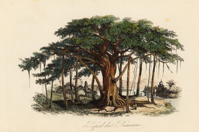Figueira sagrada, Ficus religiosa, também conhecida como árvore bodhi, árvore banianeira, árvore banyan, árvore pippala, árvore peepul, árvore peepal ou árvore ashwattha de French School