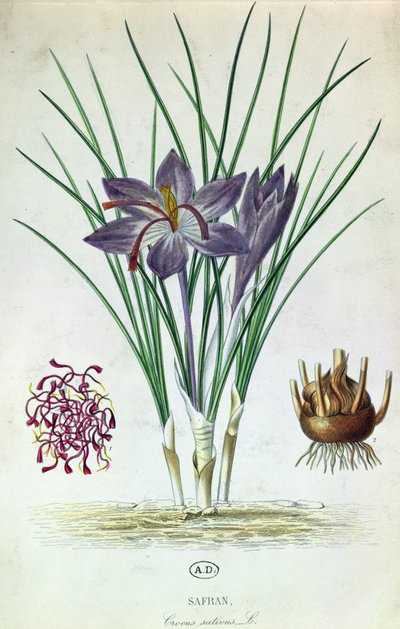 Açafrão (Crocus Sativus) de French School