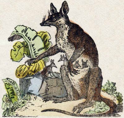 Sarigue (opossum). Gravura em "Alfabeto dos animaux sauvages". 9ª Série. Imagem de Epinal, Pellerin, impressora-editora, cerca de 1870. Gravura em madeira, stencilled. 16 páginas. Dimensões: 20 x 15 cm. Coleção Particular de French School