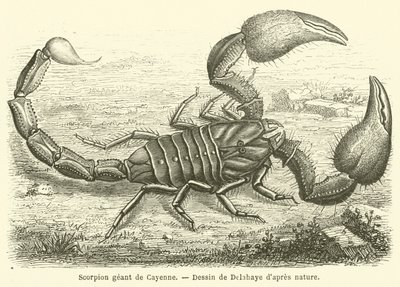 Escorpião gigante Cayenne (gravura) de French School