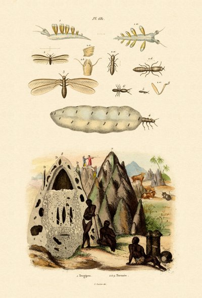 Lesma do mar, 1833-39 de French School