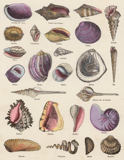 Seashells (gravura a cores) de French School