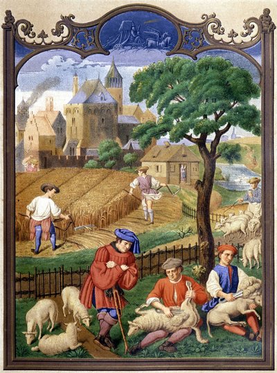 Corte e colheita de ovelhas - miniatura, Idade Média. de French School