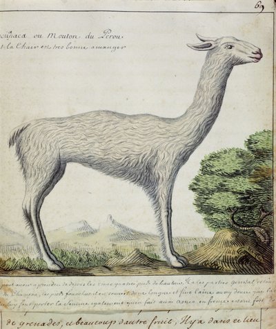Ovelhas do Peru (Lama ou Alpaca) (wc no papel) de French School
