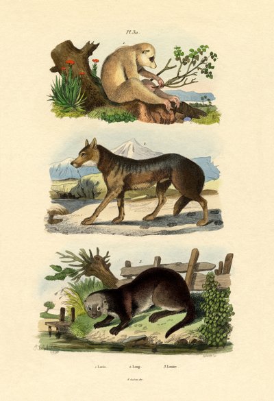 Macaco Preguiça, 1833-39 de French School