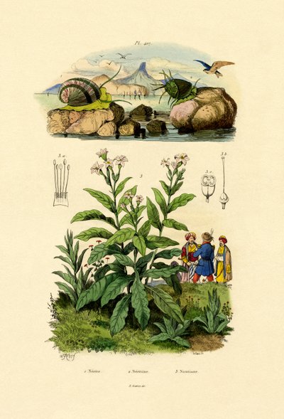 Caracóis, 1833-39 de French School