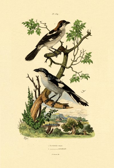 Picanço-cinzento-meridional, 1833-39 de French School