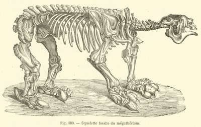 Squelette fossile du megatherium (gravura) de French School