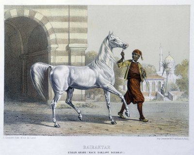 Stalon arabe, Bairaktar de French School