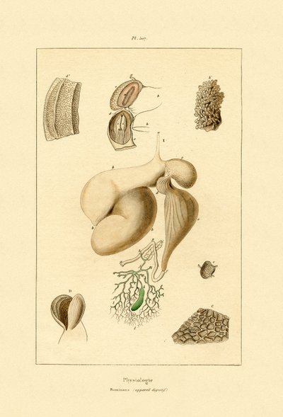 Estômago, 1833-39 de French School