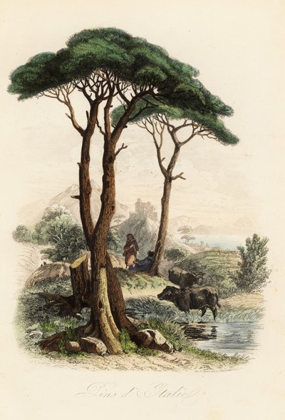 Pinheiro-manso, Pinus pinea, também conhecido como o pinheiro-manso italiano, pinheiro guarda-chuva e pinheiro guarda-sol de French School