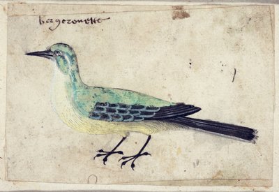 Estudo de um pássaro, c.1620 de French School
