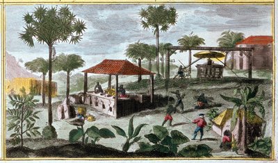 Produção de açúcar nas Antilhas, detalhe de 00155 - in "General History of the Antilles Inhabited by the French by Du Tertre", início do século XIX de French School