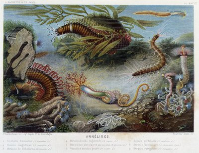 Sunapte de Duvernoy - no "Le Monde de la Mer" de Alfred Fredol. ed. Paris, Hachette. de French School