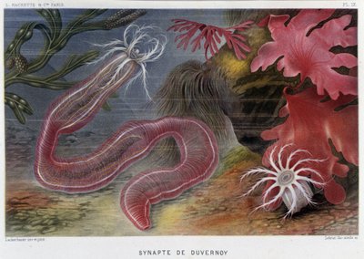 Sunapte de Duvernoy - in "Le Monde de la Mer" de Alfred Fredol. ed. Paris, Hachette. de French School