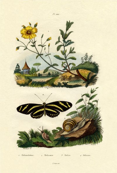 Sunrose, 1833-39 de French School
