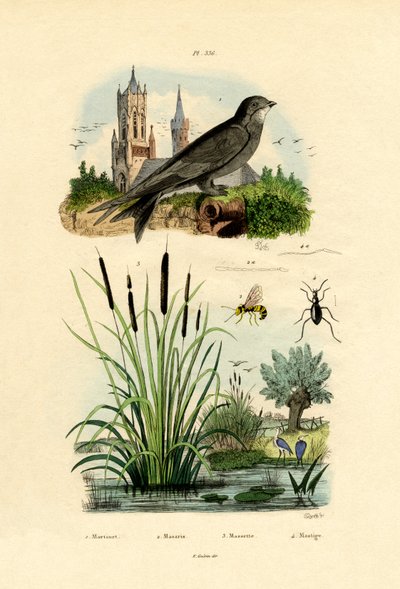 Swift, 1833-39 de French School