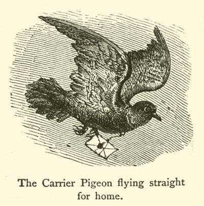 O Pombo Transportador voando direto para casa (gravura) de French School