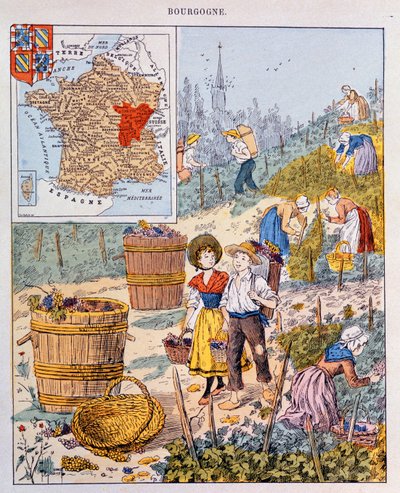 A colheita da uva na Borgonha, ilustração de um livro escolar, c. de French School