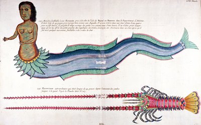 A Sereia de Amboine, de "Poissons, ecrivisses et crabes de diverse couleurs" de Louis Renard, publicado em Amesterdão de French School