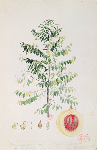 A noz-moscada, a flor e a fruta (wc no papel) de French School
