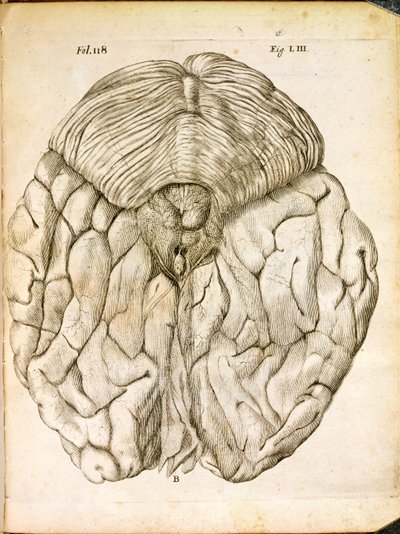 A estrutura do cérebro, de De Homine Figuris, de René Descartes (1596-1650), publicada em Haia, 1662 de French School