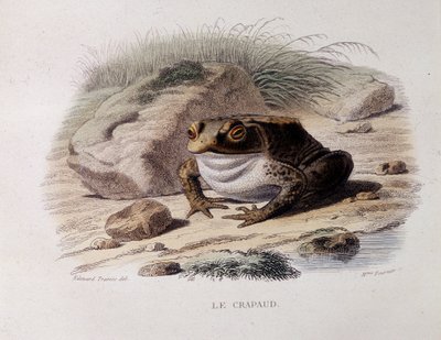 O sapo comum (Bufo bufo) - em "Lacepede". de French School