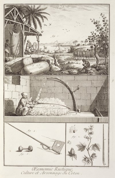O cultivo de algodão, da enciclopédia de Denis Diderot (1713-84), gravado por A. Provost (fl.1834-55), c.1760 de French School