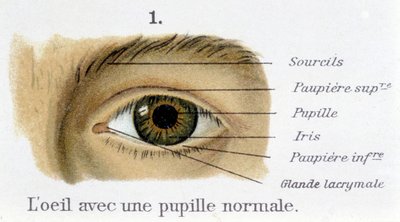 O olho com uma pupila normal (detalhe) de French School