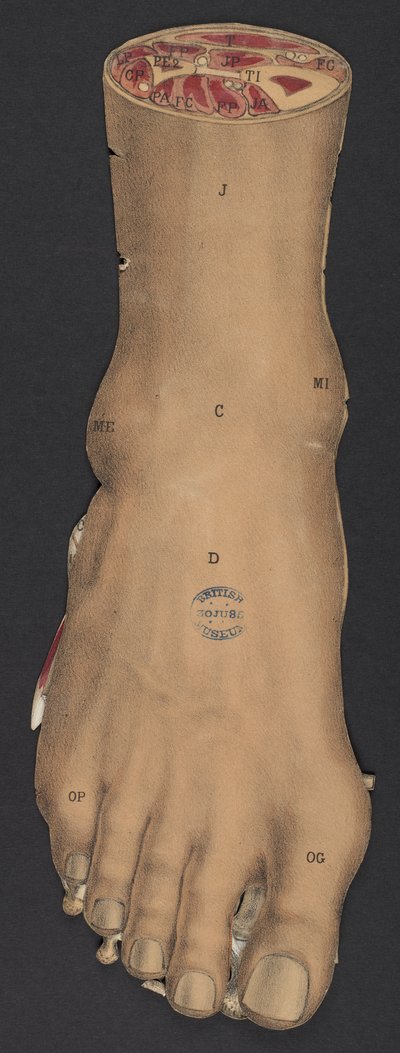 O pé, de "Um Atlas Móvel mostrando os ossos e ligamentos do corpo humano", de G-J Witkowski (cor litho) de French School