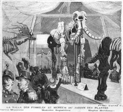 A sala de fósseis do Museu de História Natural de Paris, c.1880 de French School