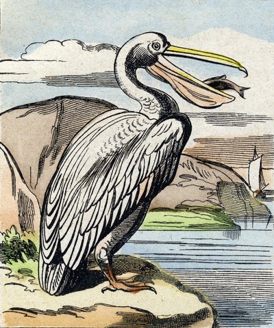 O pelicano. Gravação em "Buffon Alphabet des Oiseaux n 1". 3ª Série N 1. Imaging of Epinal, Epinal, final do século XIX. 16 páginas. Dim: 28x21cm de French School