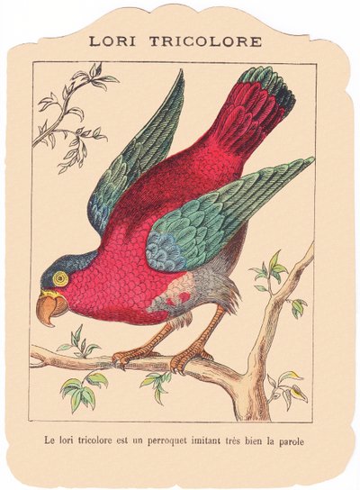 O camião tricolor é um papagaio que imita muito bem a fala, finais do século XIX (gravura) de French School