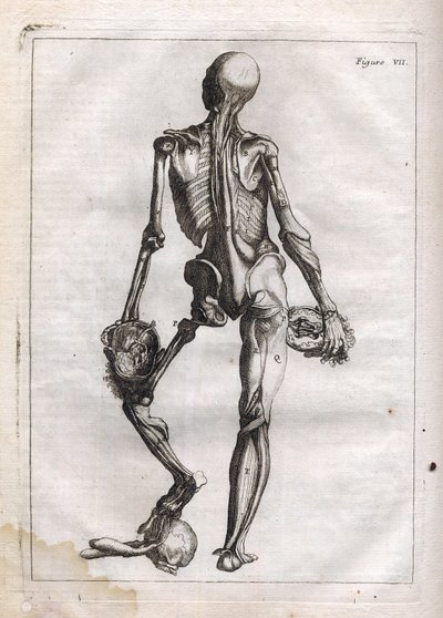 Esta figura pode satisfazer a curiosidade daqueles que querem ver o Corpo depouille to the Bones - gravura em "Abstract Anatomy, accommodated to the arts of painting and sculpture" - "Abrege d