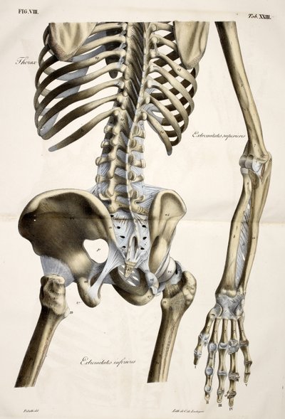 Tórax, de placas anatómicas do corpo humano executadas segundo as dimensões naturais, acompanhado de um texto explicativo Publicado pelo cte de Lasteyrie de French School